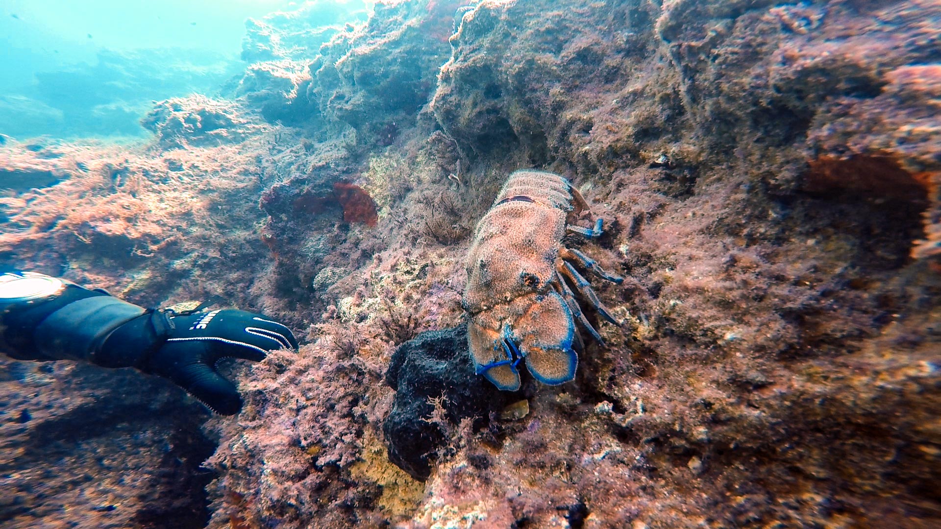 Lobster at L'Ahrax Point