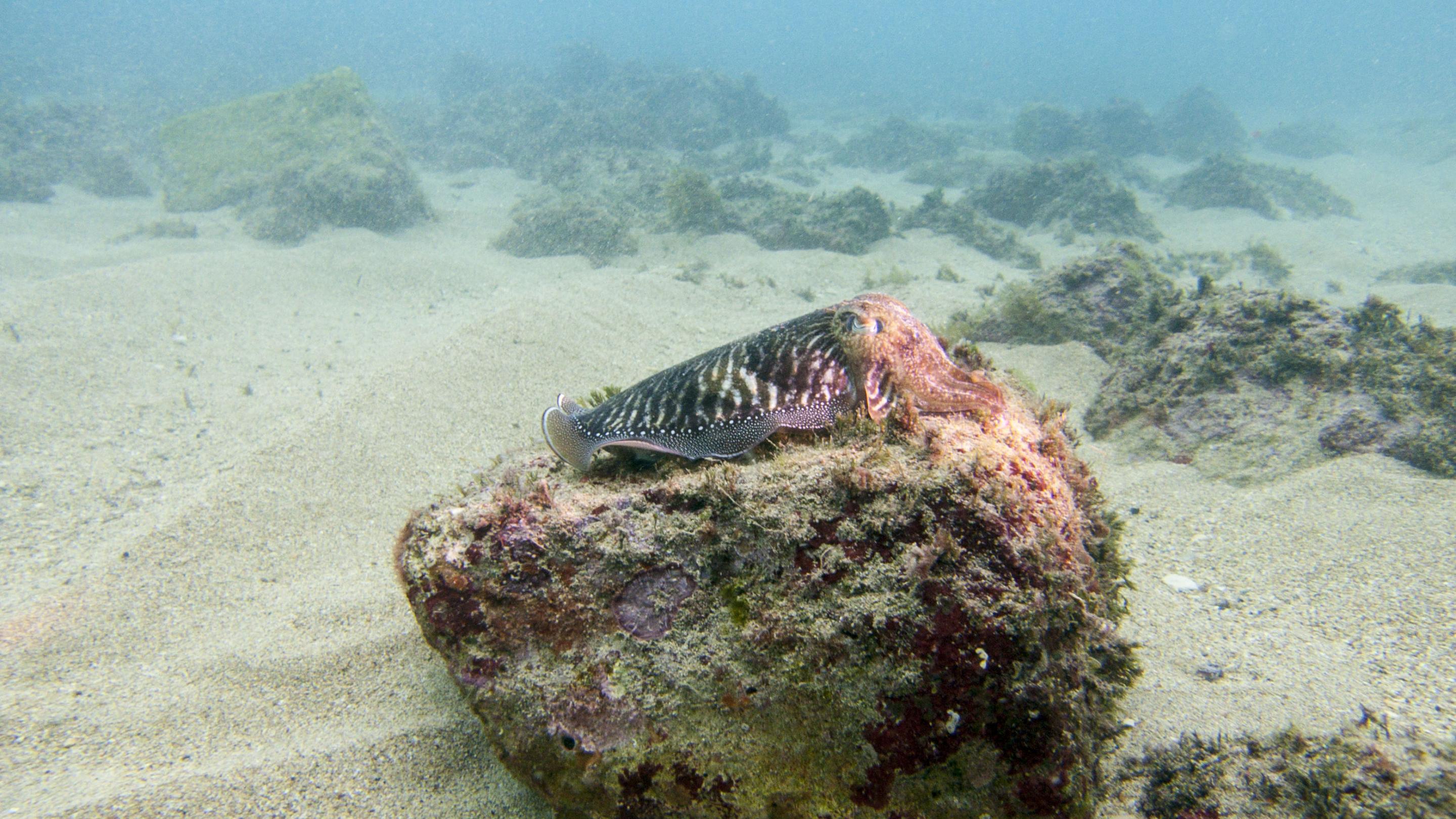 Cuttlefish at St. Elmo Bay
