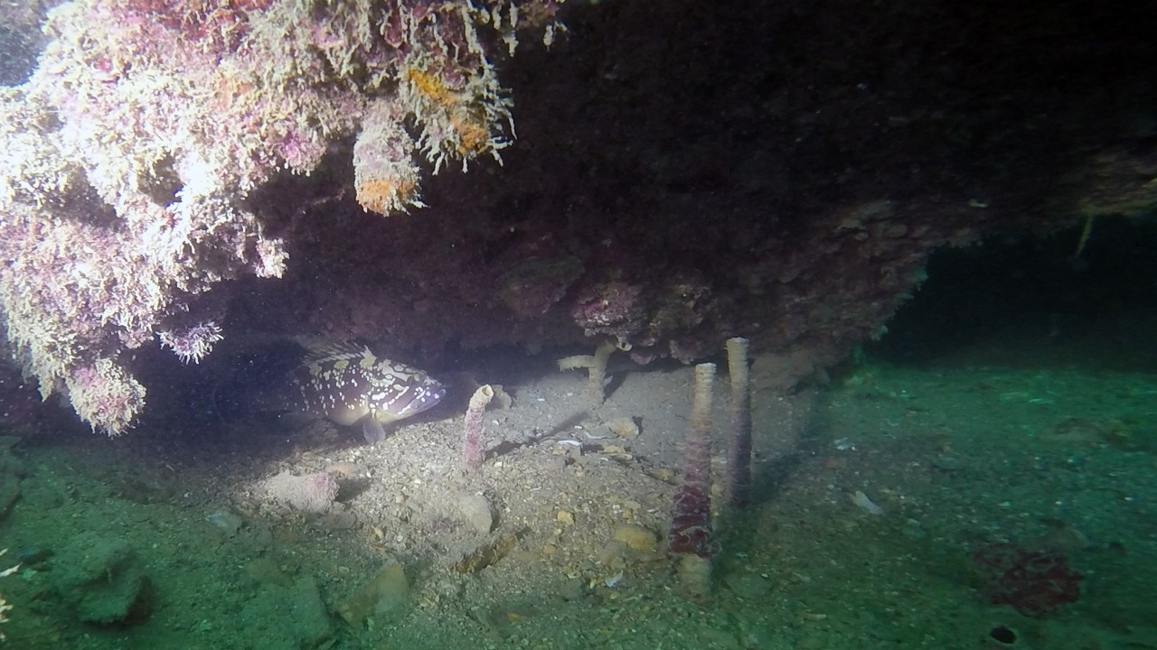 Grouper at Manoel Island