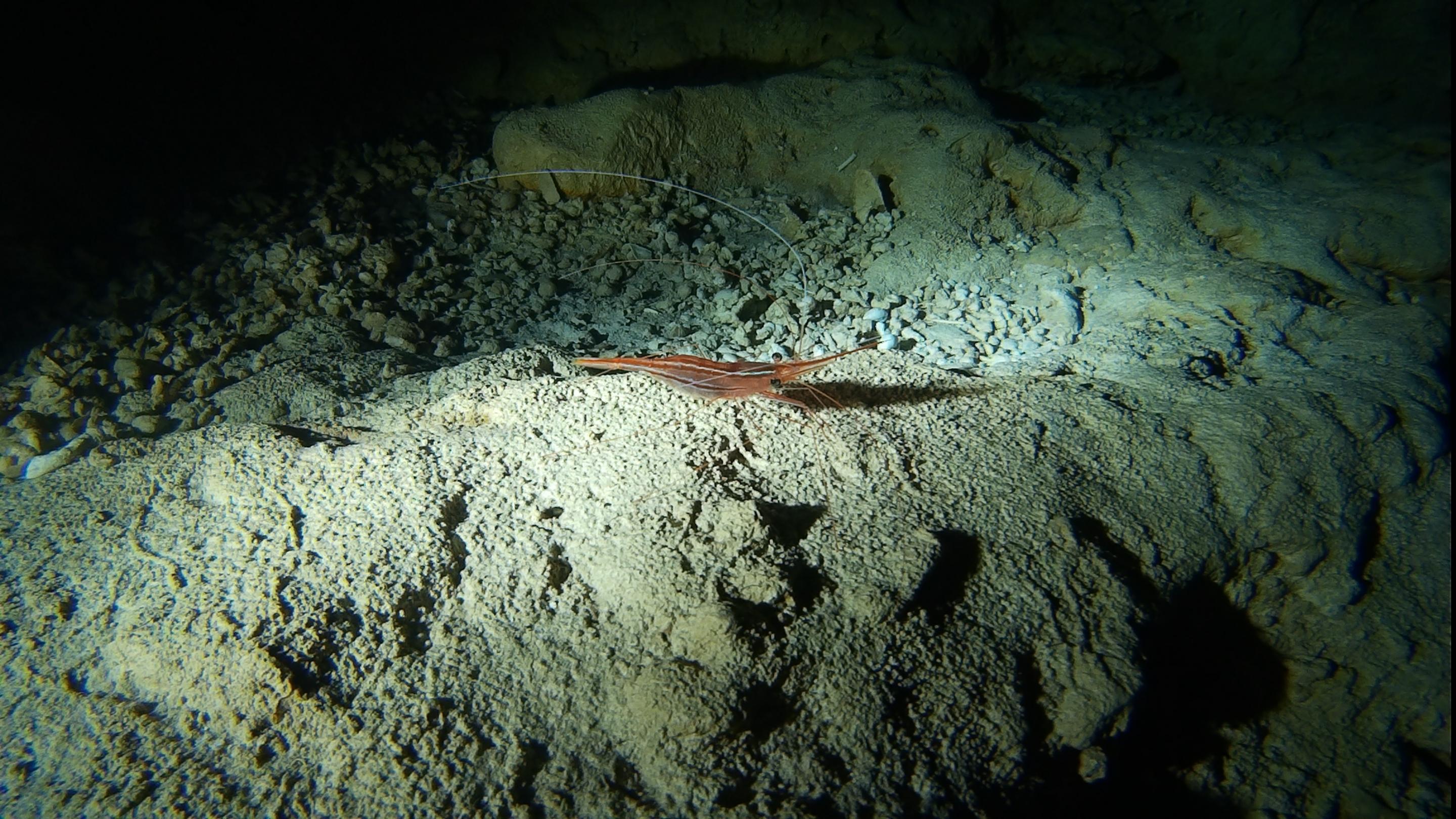 Shrimp at the Reqqa Point Shrimp's Cave