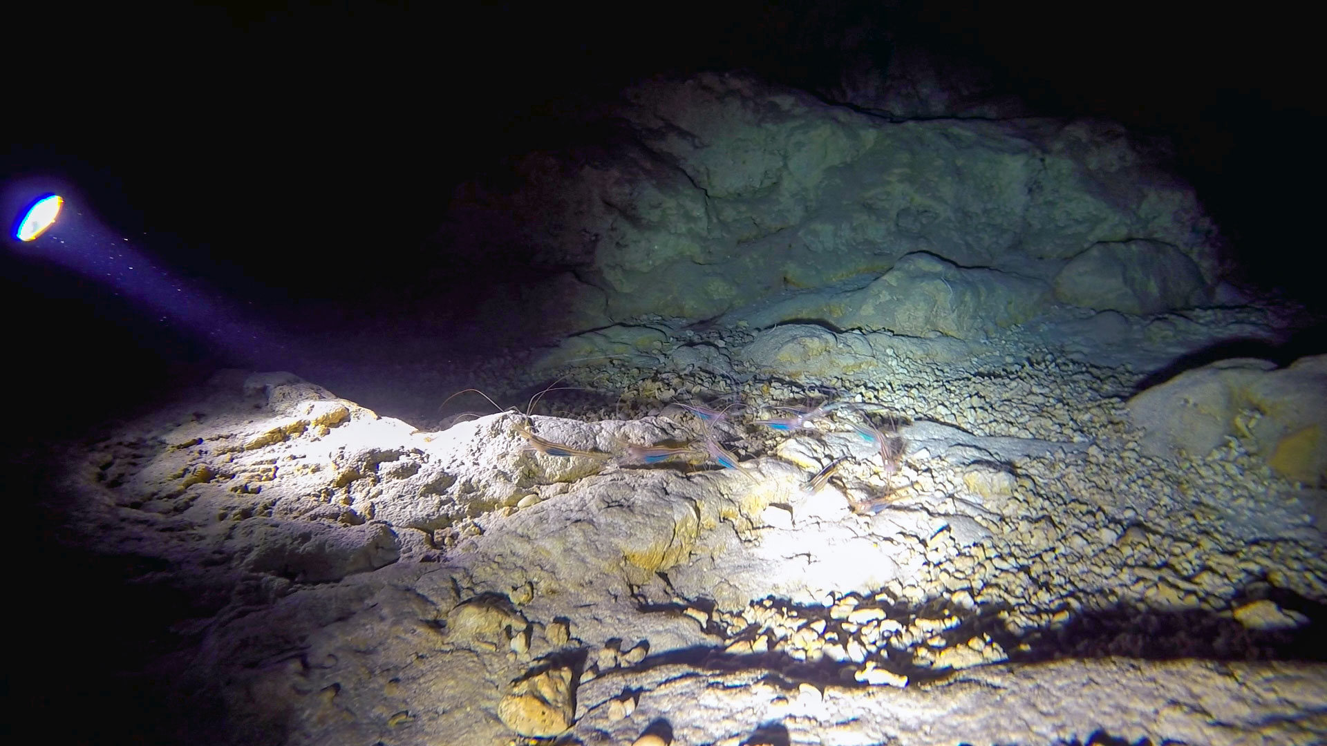 Shrimp's Cave