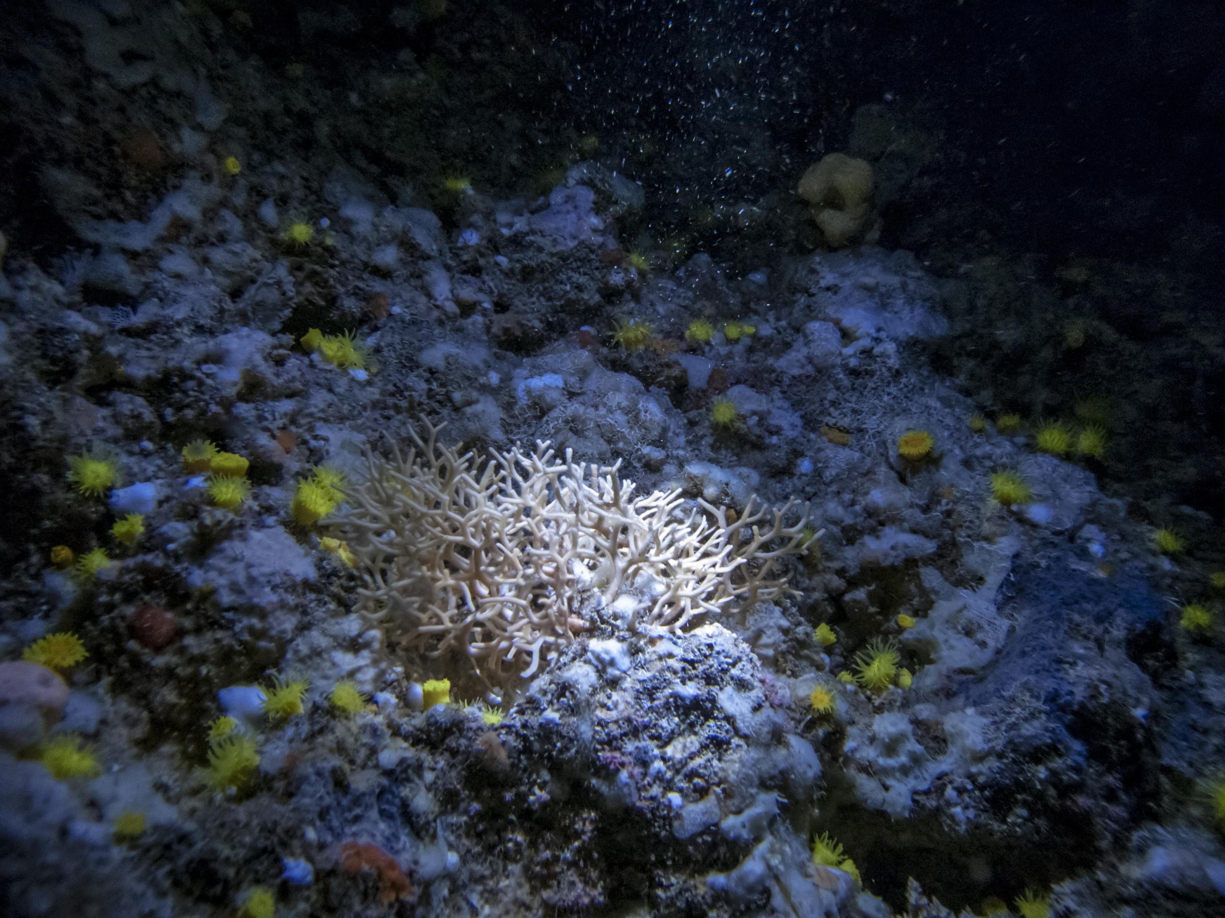 Corals inside Billinghurst Cave