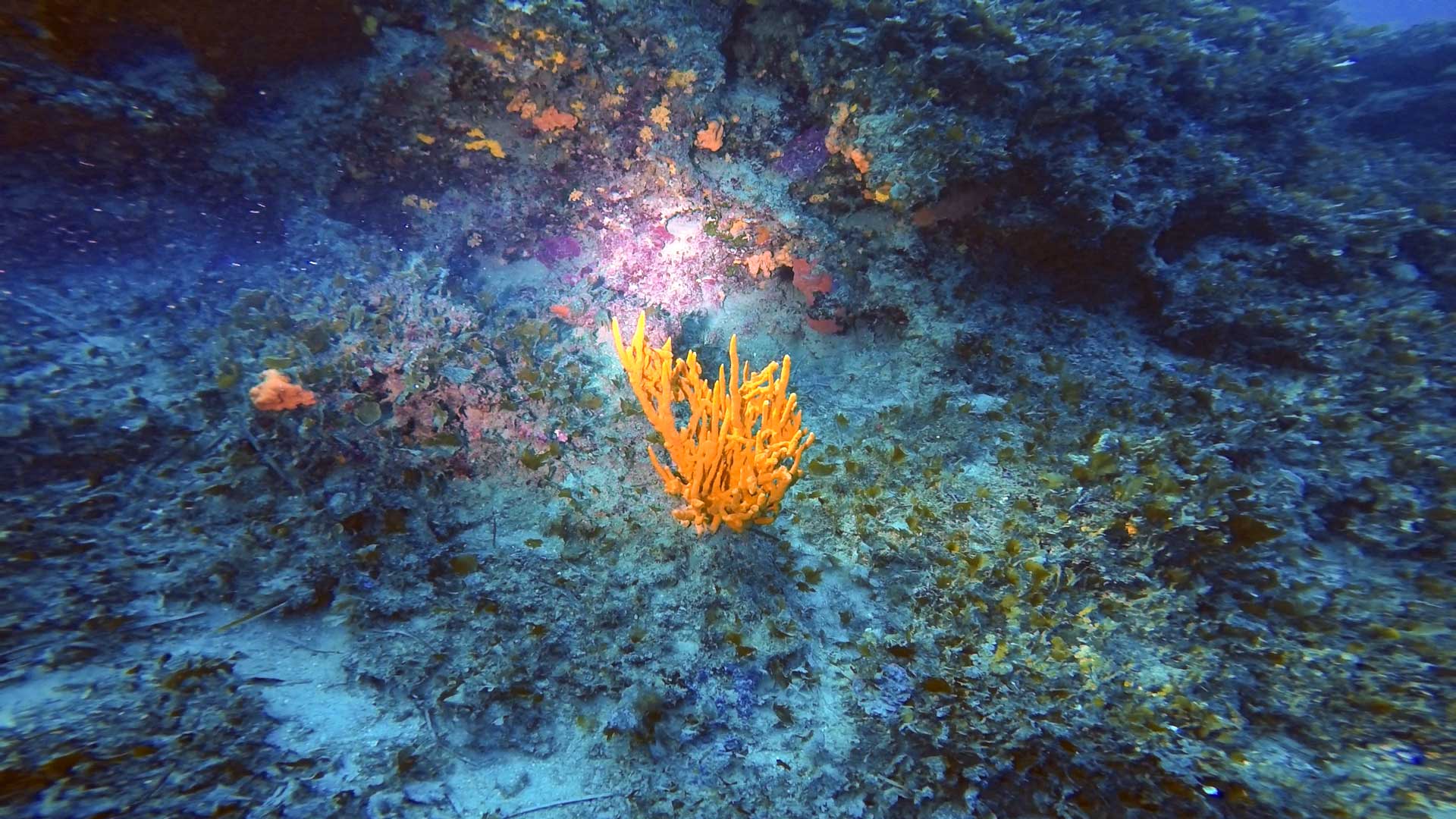 Qawra Reef corals