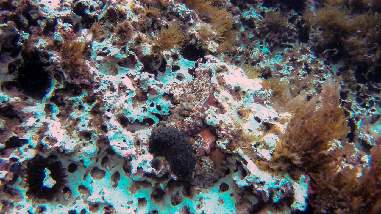 Octopus at Delimara East Reef