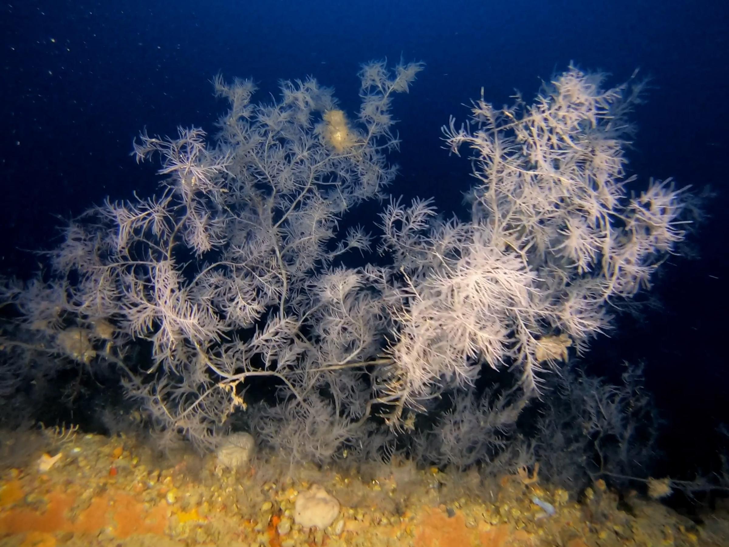 Corals on HMS Russell [Adam Sant]