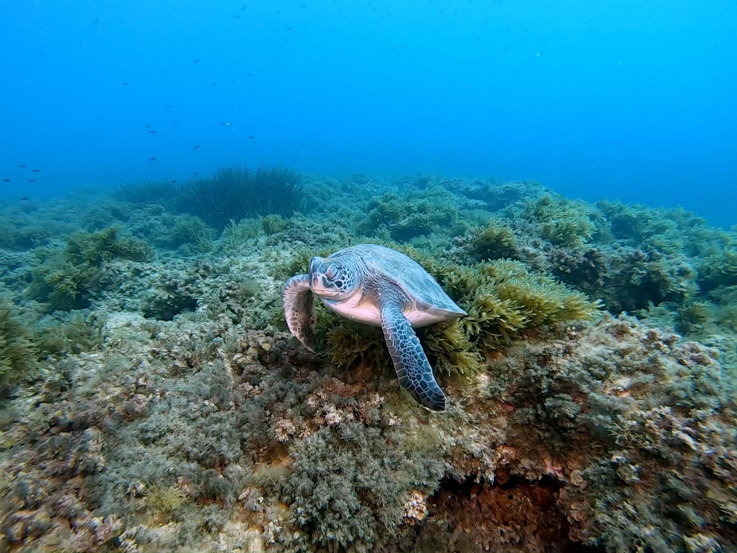 Turtle on the nearby reef [Adam Sant]