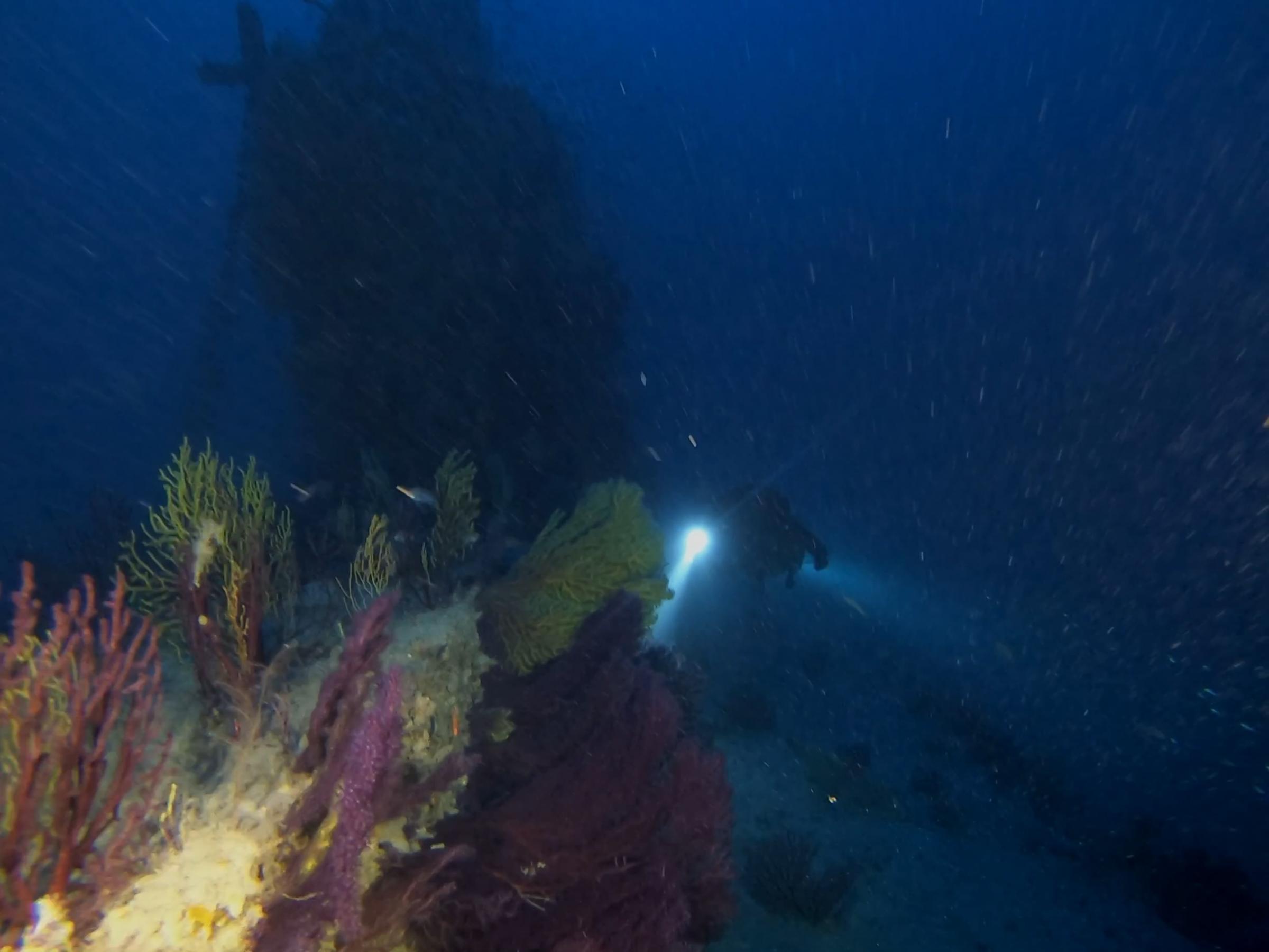 Diver at HMS Olympus [Adam Sant]