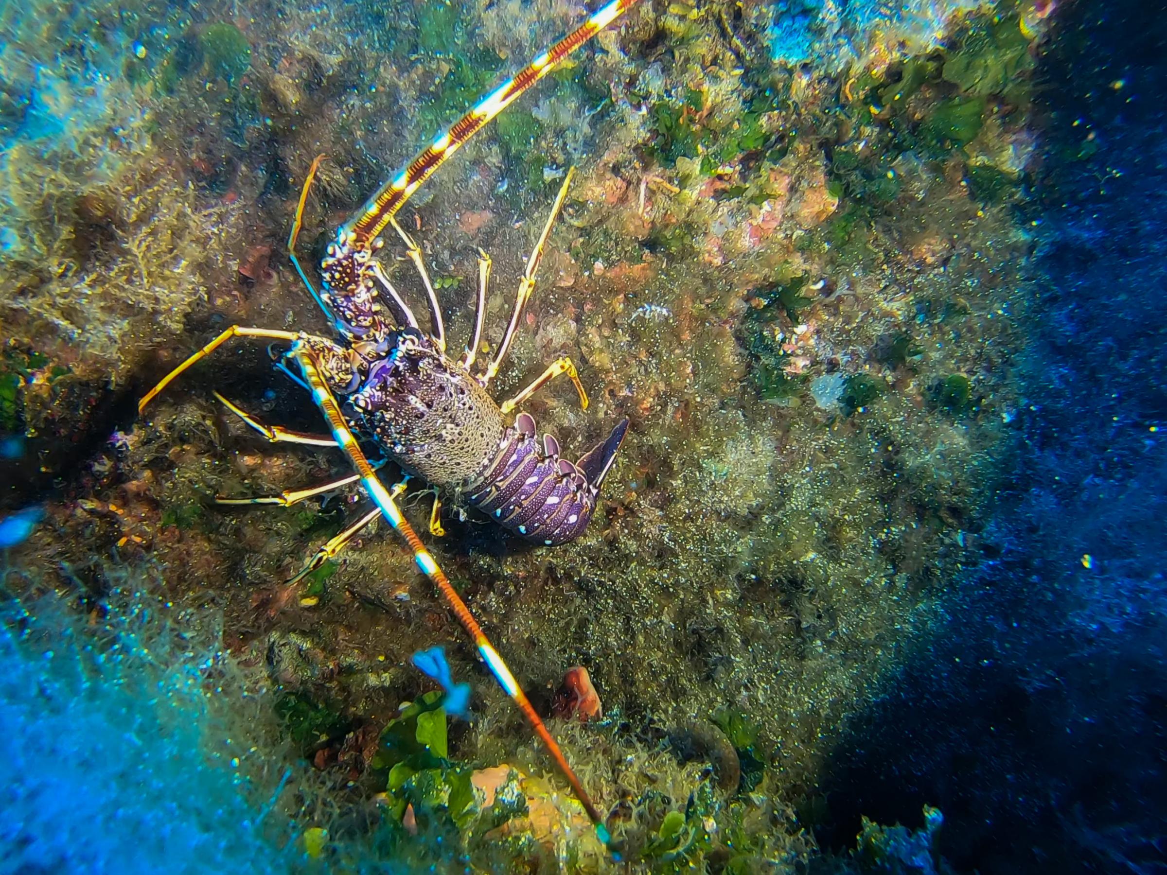 Lobster at Zurziep Reef [Adam Sant]