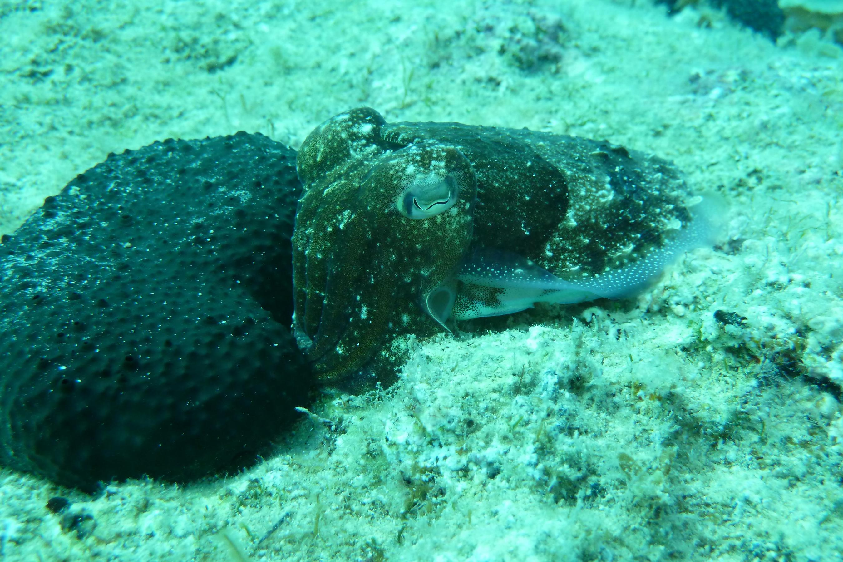 cuttle fish [Matjaz Repnik]
