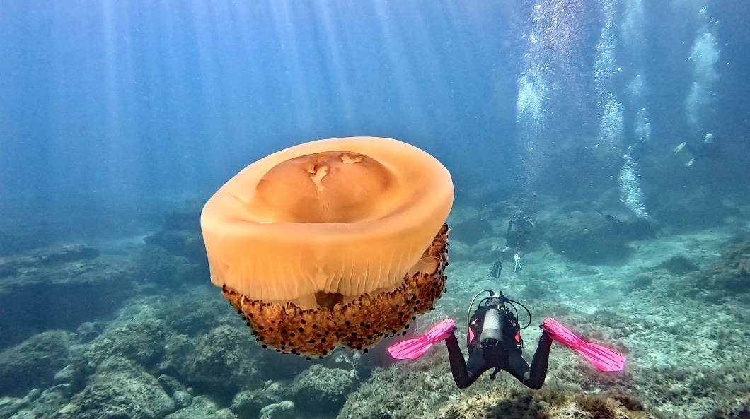 Jellyfish  near the  caves [Pascal Pardoux]