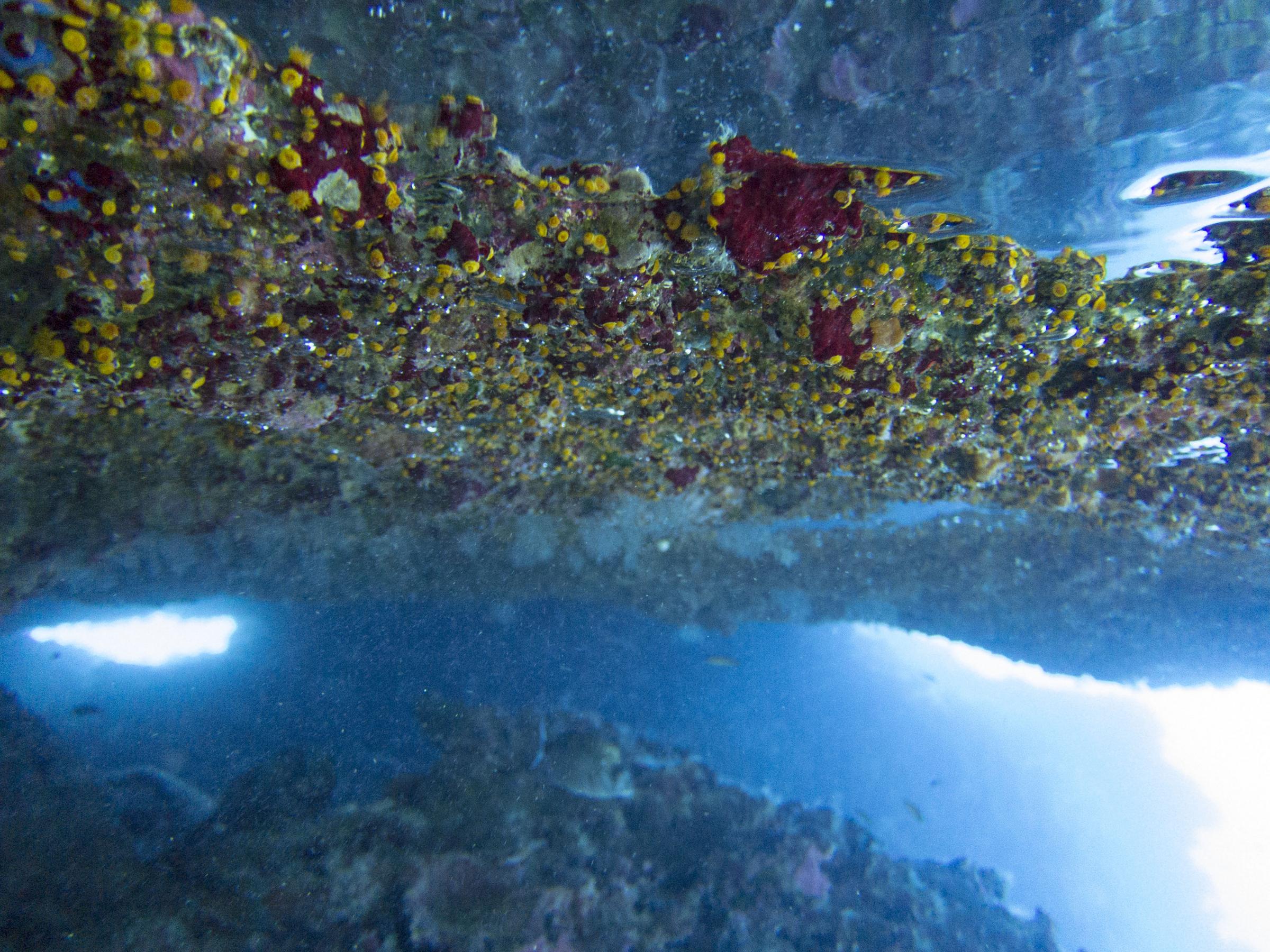 Corals in Santa Marija Caves